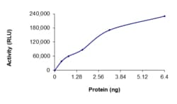Sino Biological&nbsp;Recombinant Human FGFR2 Protein (C491S, GST Tag), Active